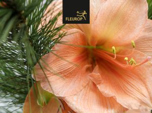 Amaryllis_apricot-300x224 Amaryllis_apricot