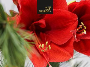 Amaryllis_rot-300x224 Amaryllis_rot